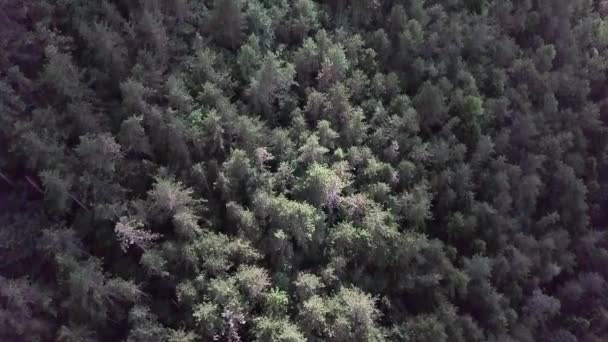 Letecký Odraz Typu Záběr Hor Lesů Borgo Valsugana Trentino Itálie — Stock video