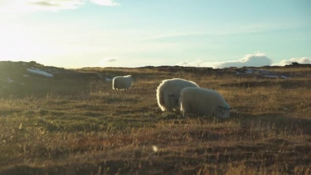 Owce Pasą Się Polu Podczas Zmierzchu Islandii — Wideo stockowe