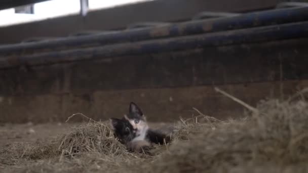 Een Klein Katje Rolt Rond Een Hooiberg Een Biologische Melkboerderij — Stockvideo