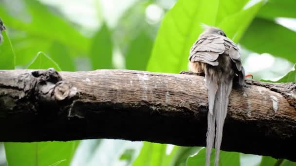 Close Tiro Mousebird Salpicado Com Cauda Longa — Vídeo de Stock