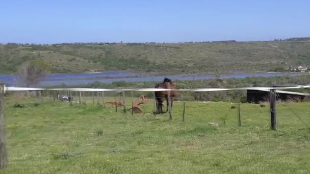 Ferme Riveraine Avec Cheval — Video