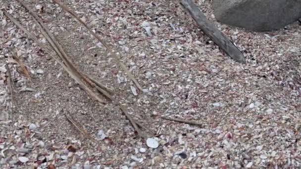 ビーチサンド 壊れた貝殻やグレン ガリフのビーチの流木 — ストック動画