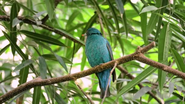 Close Tiro Belo Asiático Fada Bluebird Ramo — Vídeo de Stock