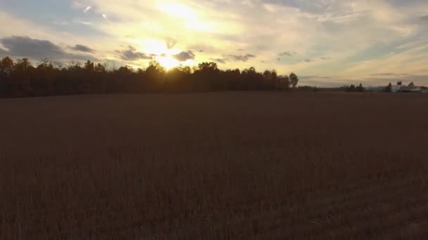 Krásná Krajina Kukuřičným Polem Při Západu Slunce Kanadě Sledování Leteckého — Stock video