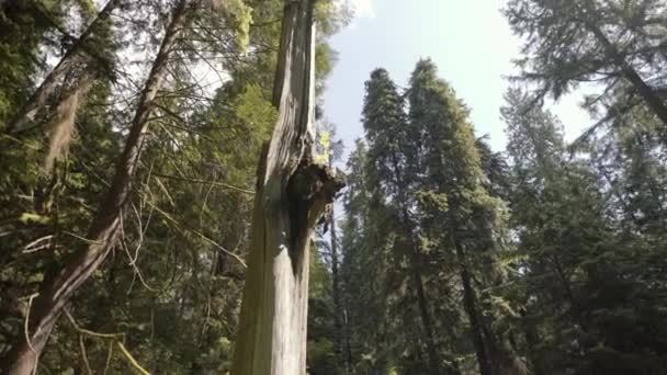 Breed Beeld Van Evergreen Boomtoppen Met Één Dode Boom — Stockvideo