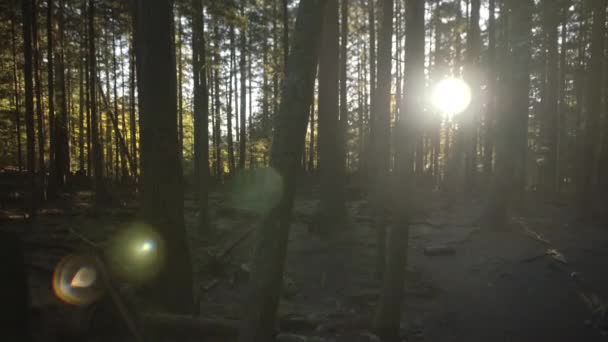 Last Sunshine Beams Hitting Rocks Dark Autumn Forest — Stock Video