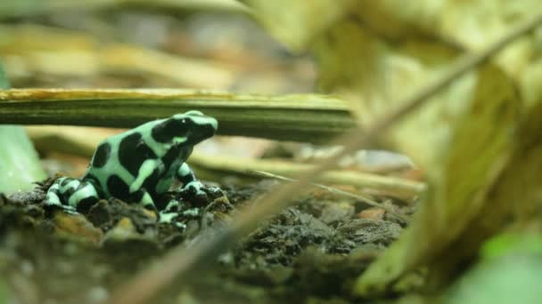 绿色和黑色毒蛙的近照 — 图库视频影像