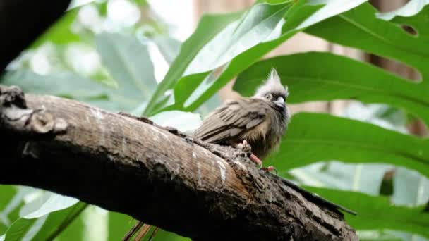 Benekli Fare Kuşunu Yakından Çek Etrafa Bak — Stok video