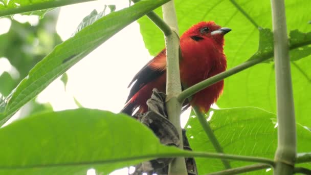 Nahaufnahme Des Schönen Roten Brasilianischen Tanagers Ramphocelus Bresilius — Stockvideo