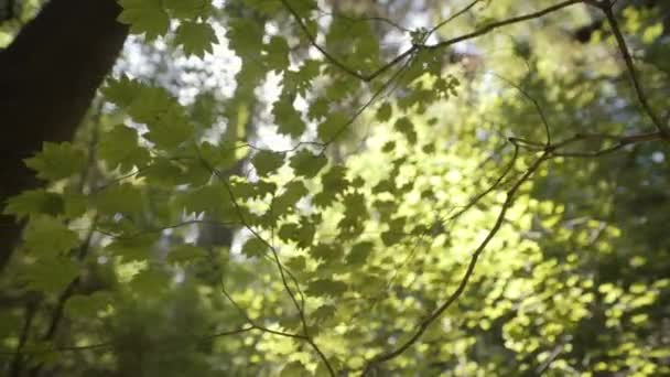 Zbliżenie Oddziału Zielonymi Liśćmi Porannym Słońcu — Wideo stockowe