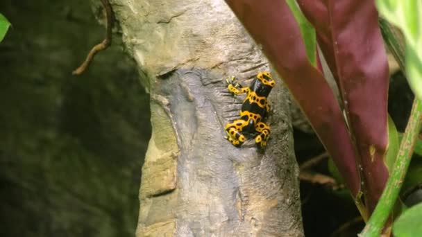 Plan Moyen Grenouille Venimeuse Bandes Jaunes Sautant — Video