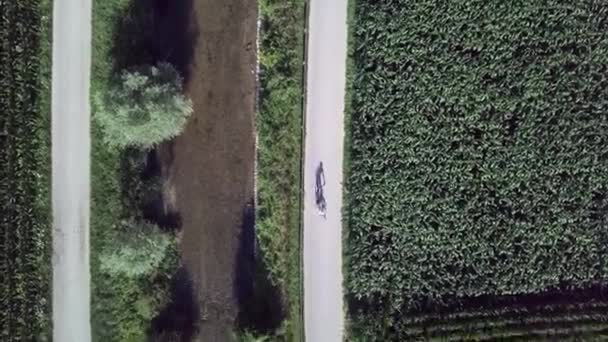 Aerial Top View Biker Casting Long Shadow Sugana Valley Italy — Stock video