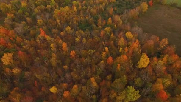 Aerial View Trees Full Colors Fall Drone Flying Flat Terrain — Stock Video