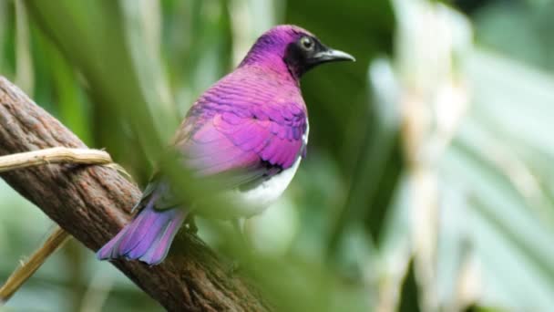 Primer Plano Macro Hermoso Color Macho Violeta Respaldado Estornino — Vídeo de stock