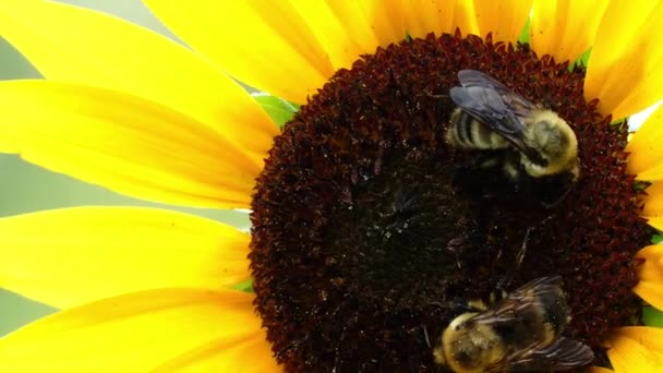 Minute Lange Nahaufnahme Von Ein Paar Bienen Die Eine Sonnenblume — Stockvideo