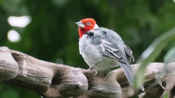 Gros Plan Beau Cardinal Capuchon Rouge Assis Sur Une Branche — Video