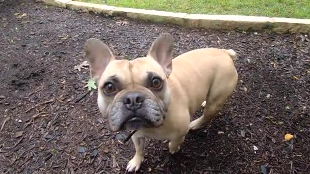 Una Rubia Pequeña Bulldog Francés Echa Vistazo Cámara Vídeo — Vídeos de Stock