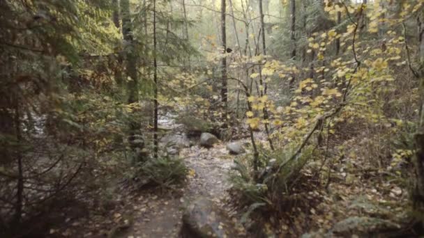 Amplio Plano Hermosos Paisajes Del Bosque Otoñal Con Ardilla Pequeña — Vídeos de Stock