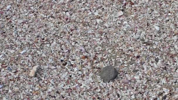 Пляжный Песок Справа Налево Измельченные Ракушки — стоковое видео