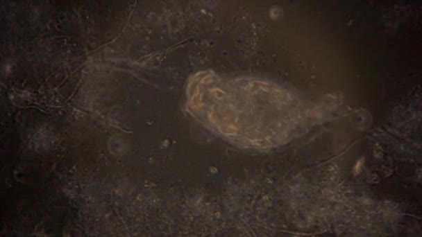 Faz Kontrastlı Işıklandırmada Bir Rotifer Mikroskobik Görüntüsü Bir Rotifer Hareket — Stok video