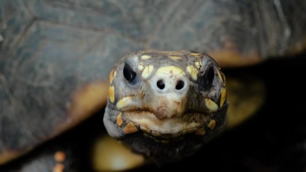 近照的红脚龟 鼻孔直接指向相机 — 图库视频影像