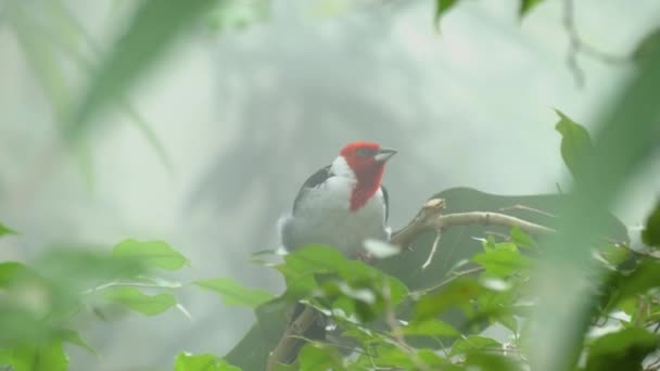 Yeşil Nemli Iklimde Kırmızı Inekli Kardinalin Yakın Çekimi — Stok video