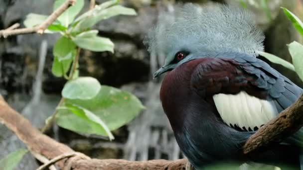 Close Shot Southern Crowned Pigeon Front Waterfall — Stock Video