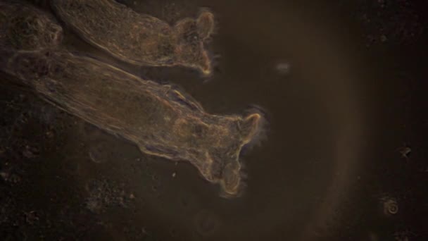 Микроскопический Вид Ротиферов Фазовом Контрастном Освещении Ясно Видно Действует Сердце — стоковое видео