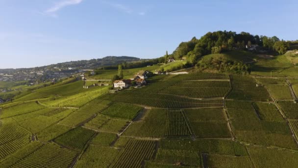 Légi Felvétel Halad Tipikus Szőlőültetvények Közelében Lavaux Szőlő Betakarítási Szezonban — Stock videók