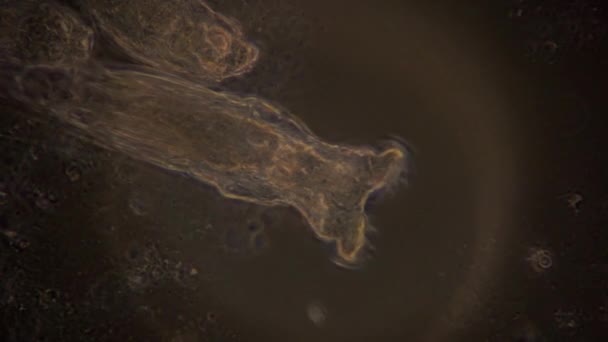 Een Microscopisch Beeld Van Rotifers Fasecontrast Verlichting Pompende Werking Van — Stockvideo