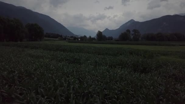 Aerial View Farm Field Levico Terme Italy Camera Tilting Drone — 图库视频影像