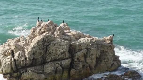 Grupo Gaivotas Sentadas Uma Rocha Redor Mar Mar Bate Rocha — Vídeo de Stock