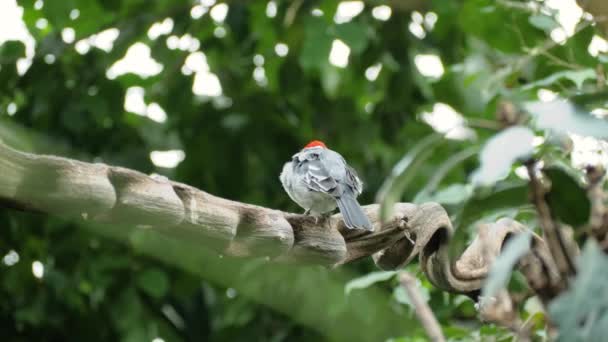 Primer Plano Del Cardenal Las Capuchas Rojas Paroaria Dominicana Rama — Vídeo de stock