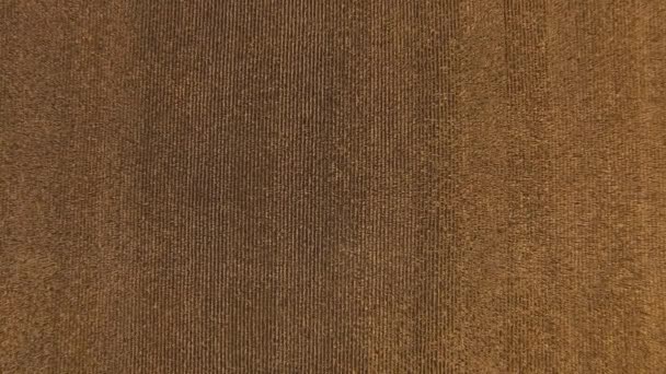 Havadan Görüntüsü Doğrudan Ekilen Bir Tarlanın Sıralarına Iniyor Kahverengi Altının — Stok video