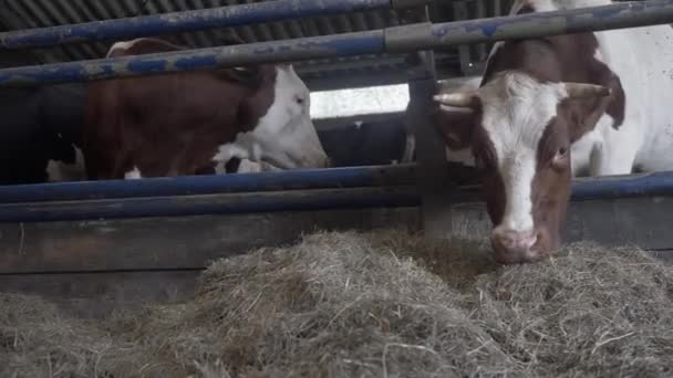 Duas Vacas Celeiro Comendo Feno Uma Fazenda Laticínios Orgânicos — Vídeo de Stock