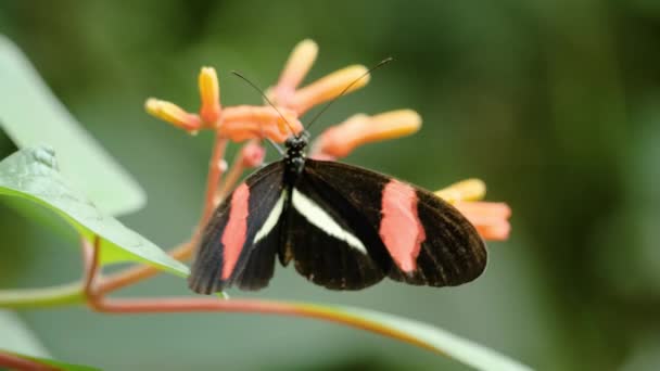 Close Shot Postman Butterfly Orange Flower Wings Spread — ストック動画