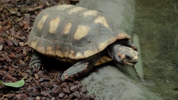 Primer Plano Tortuga Patas Rojas Bebiendo Caminando — Vídeos de Stock