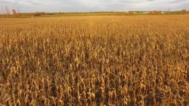 Piękne Złote Pole Kukurydzy Zachodzie Słońca Kanadzie Śledzenie Lotu Lotu — Wideo stockowe