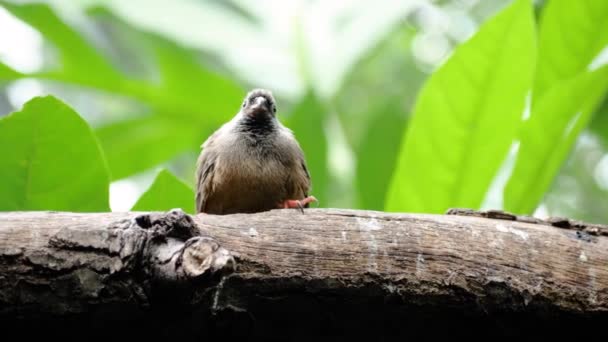 Close Tiro Bonito Salpicado Mousebird Olhando Para Baixo Partir Ramo — Vídeo de Stock