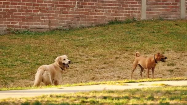 Две Собаки Играют Фрисби Вместе Парке — стоковое видео
