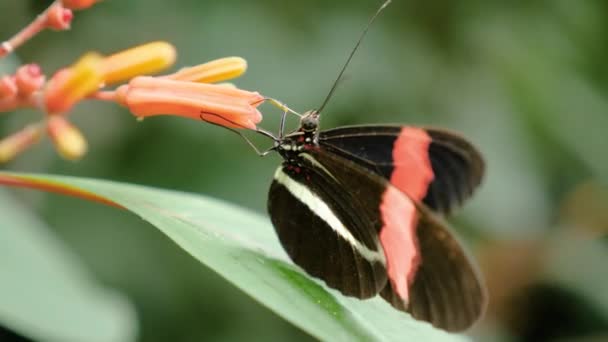 Close Tiro Postman Borboleta Flor Laranja — Vídeo de Stock