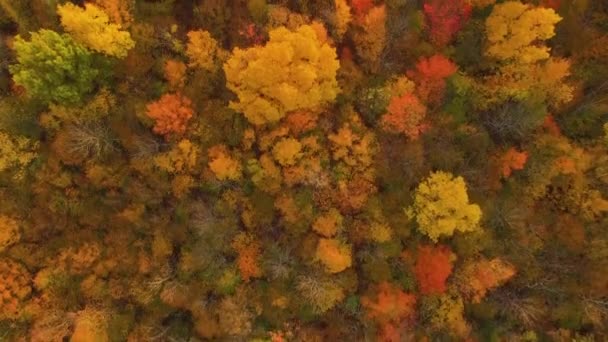 Bela Paisagem Outono Com Árvores Coloridas Pôr Sol Canadá Olho — Vídeo de Stock