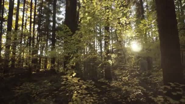 Sarı Sonbahar Yaprakları Karanlık Ormanın Derinliklerinde Gün Işığıyla Aydınlanır — Stok video