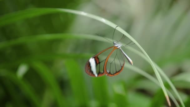 Κοντινό Πλάνο Glasswing Butterfly Greta Oto Ανάποδα Δονούμενες Κεραίες — Αρχείο Βίντεο