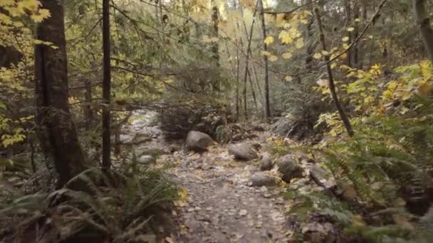 Широкий Снимок Красивых Осенних Лесных Пейзажей Открывающих Небольшой Ручей — стоковое видео