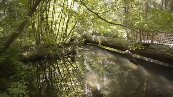 Beautiful Pond Water Light Rays Reflections — Stock Video