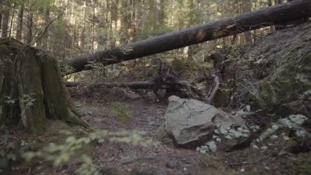 常緑樹林の倒木 — ストック動画