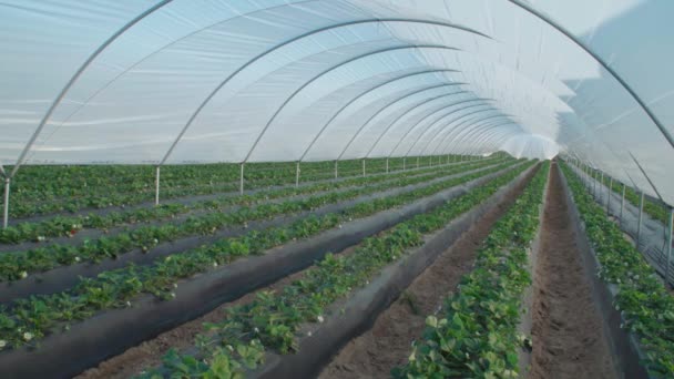 Rows Organic Strawberry Plants Growing Greenhouse Nursery — Stock video