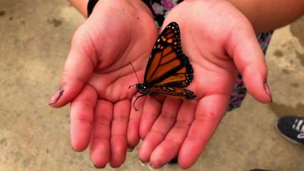 Butterfly Hangs Little Girls Hand Opening Closing Showing Its Beautiful — Vídeos de Stock
