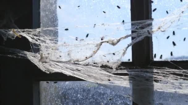 Lalat Merangkak Dan Terbang Sekitar Jendela Dengan Jaring Laba Laba — Stok Video
